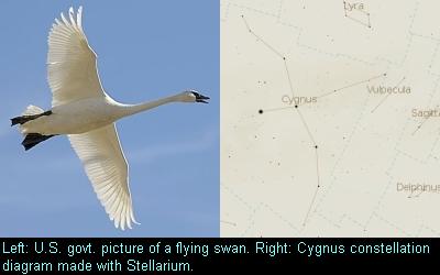 Cygnus the swan